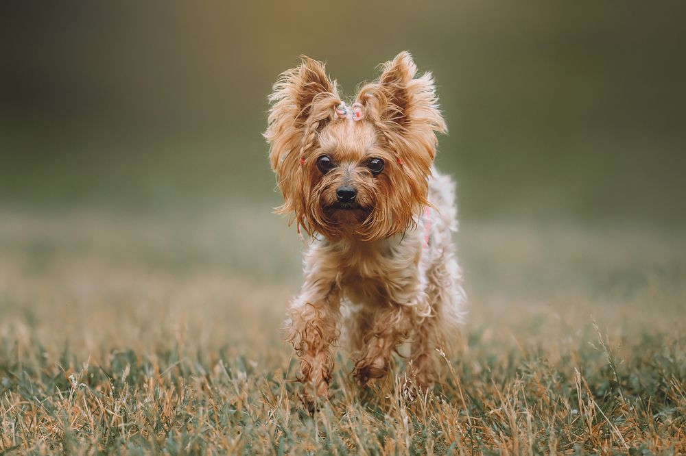 Фотография автора Екатерина Киреева