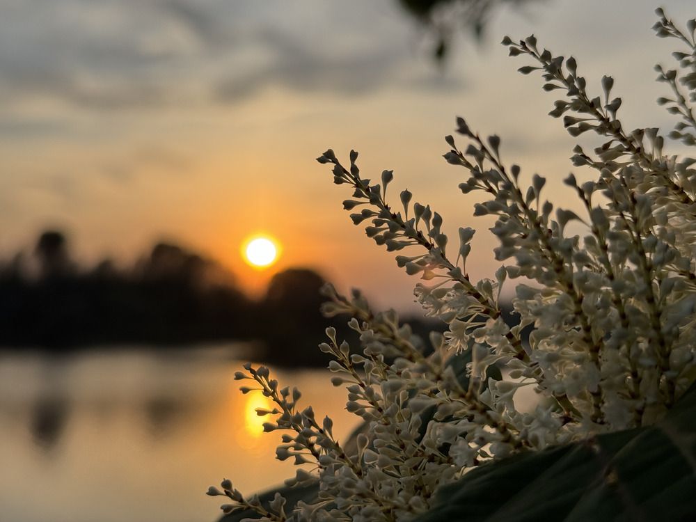 Flowers and sunset
