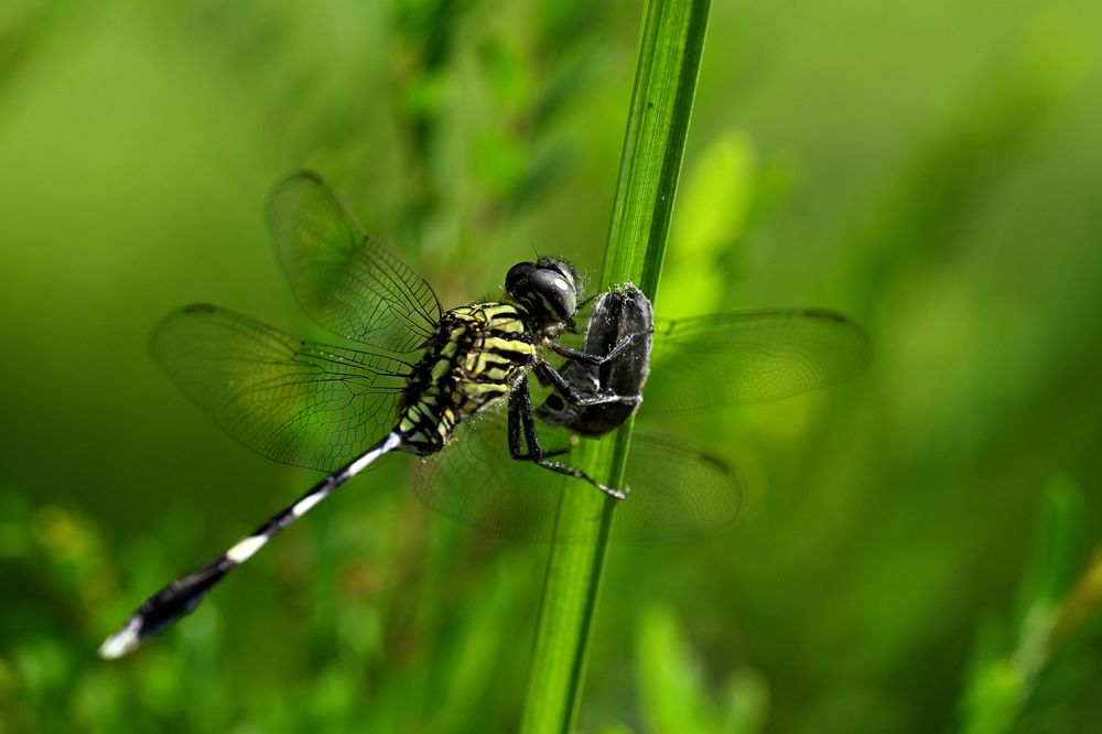 Photograph by SRIMANTA RAY