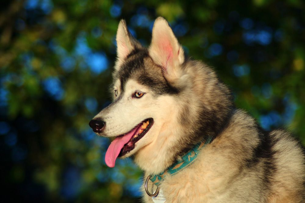 Photograph by Елена Наленч