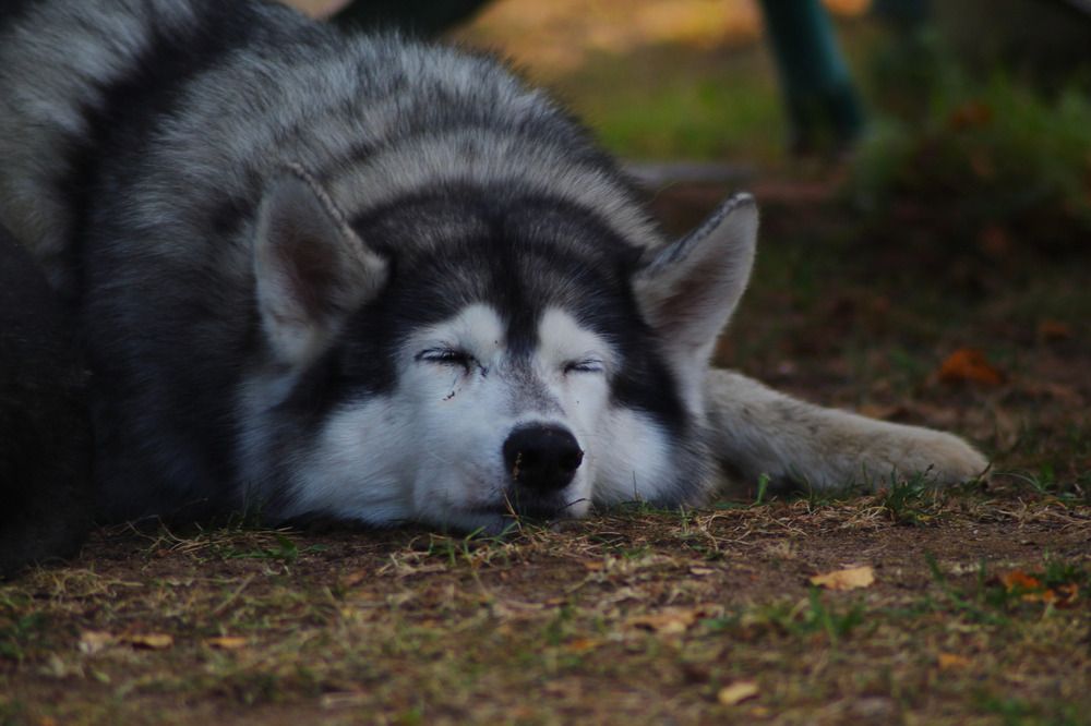 Photograph by Елена Наленч