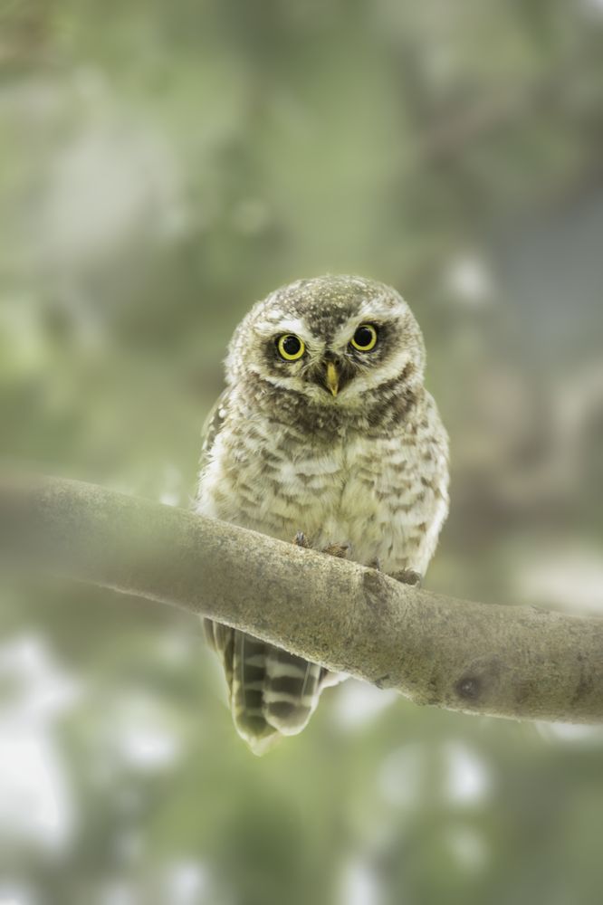 Spotted owlet
