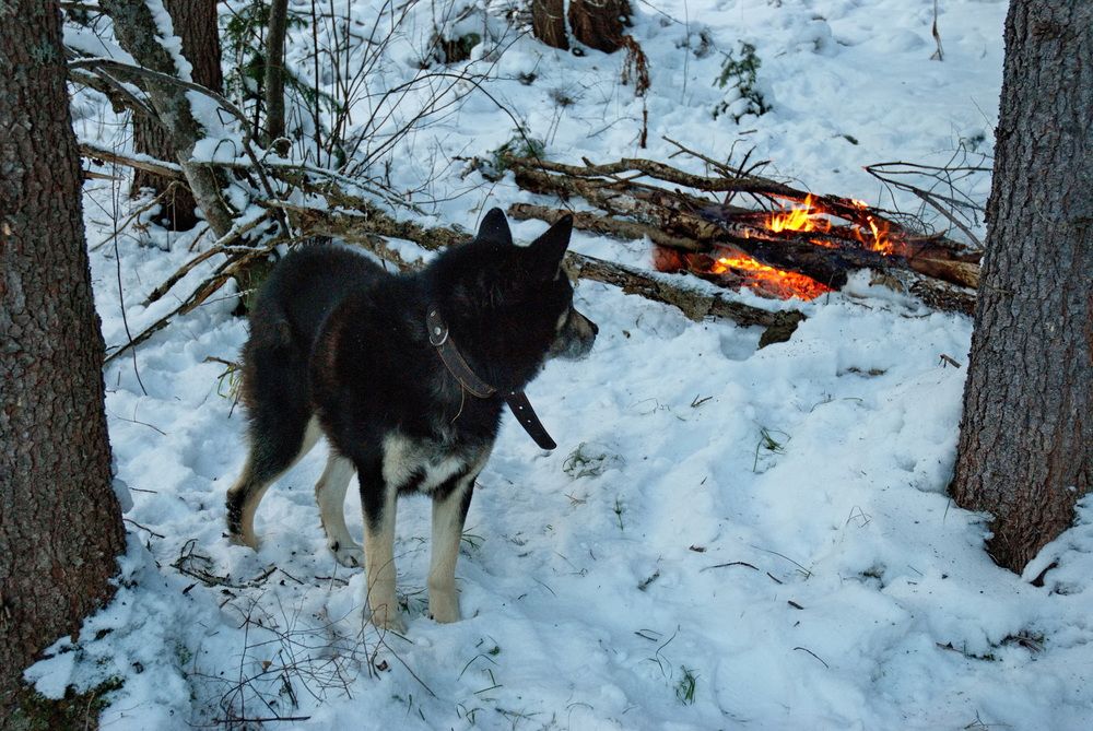 Фотография автора Сергей Тимофеев
