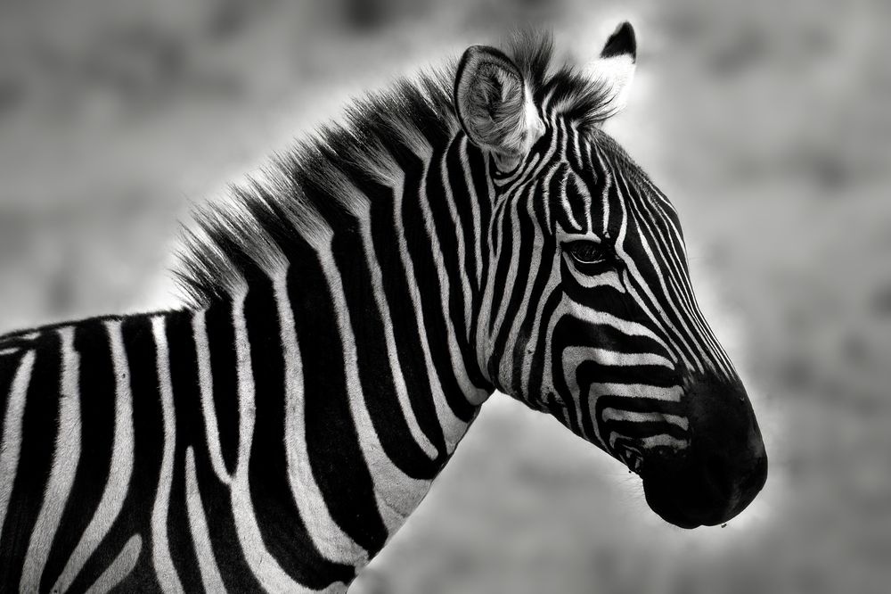 'Black and' White zebra