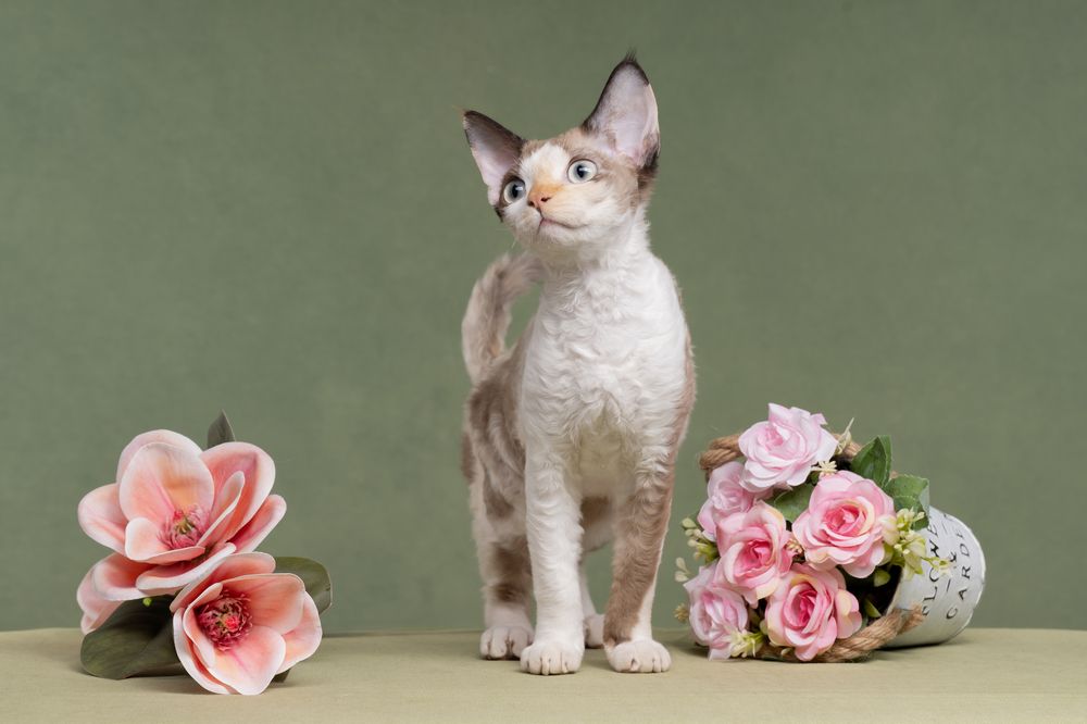 Photograph by Kovaleva Irina