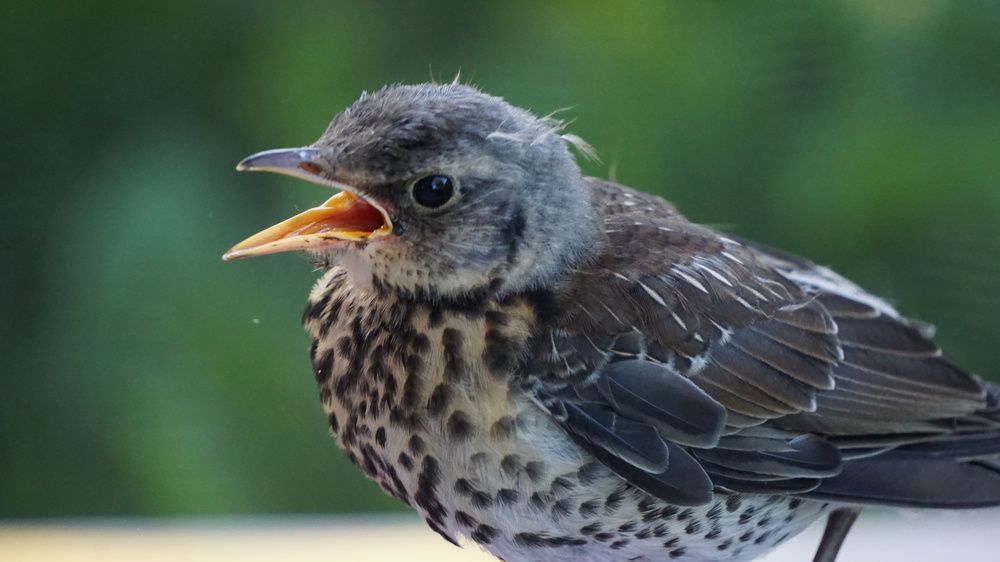 Photograph by Михаил Трусов