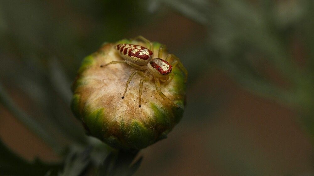 MOMENT BEFORE THE LEAP