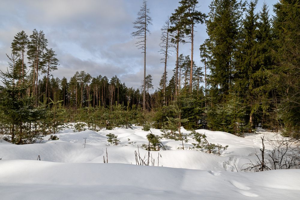 Зимой в лесу