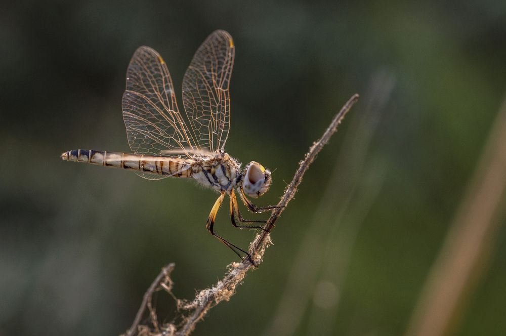 Photograph by Армашов-Тельник Григорий
