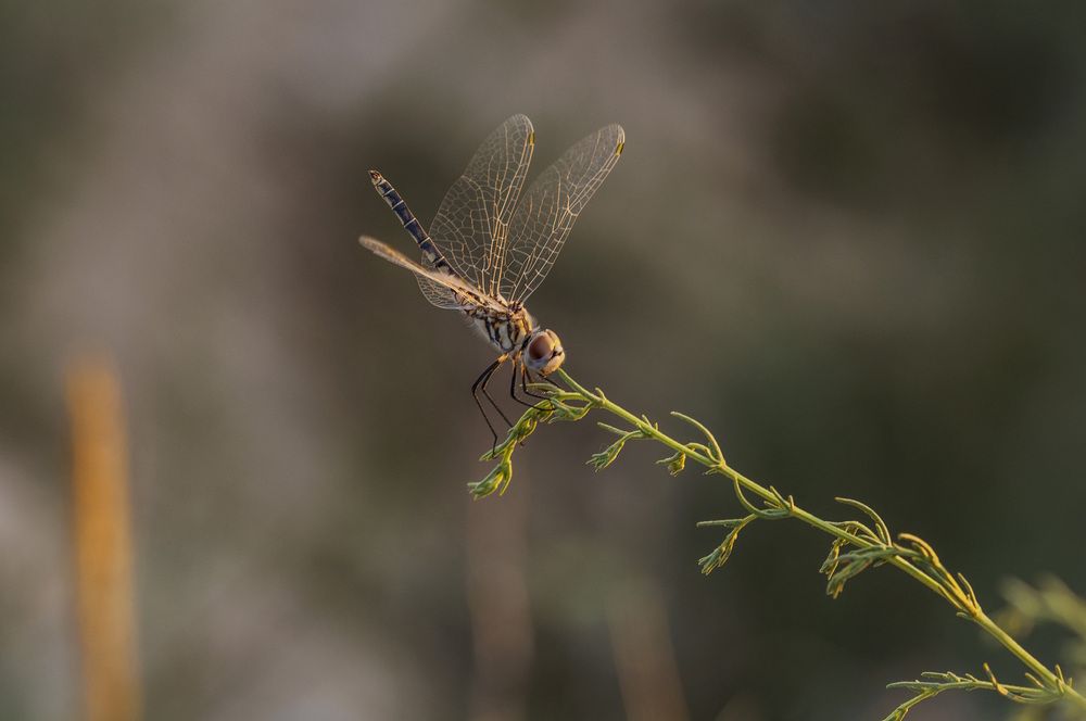 Photograph by Армашов-Тельник Григорий