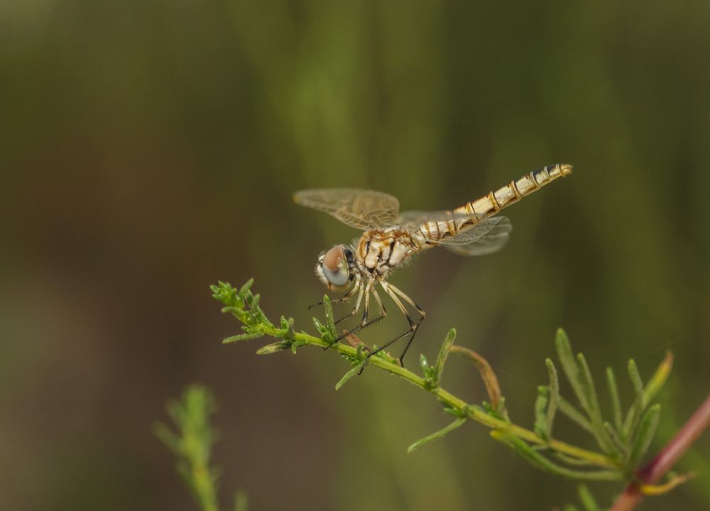 Photograph by Армашов-Тельник Григорий
