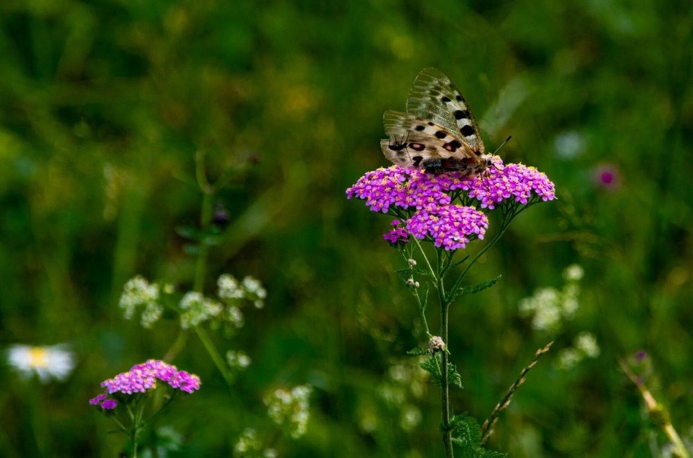 Photograph by Назмутдинова Сауия