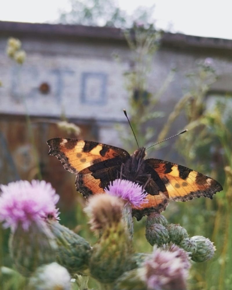 Photograph by Татьяна Иванеева