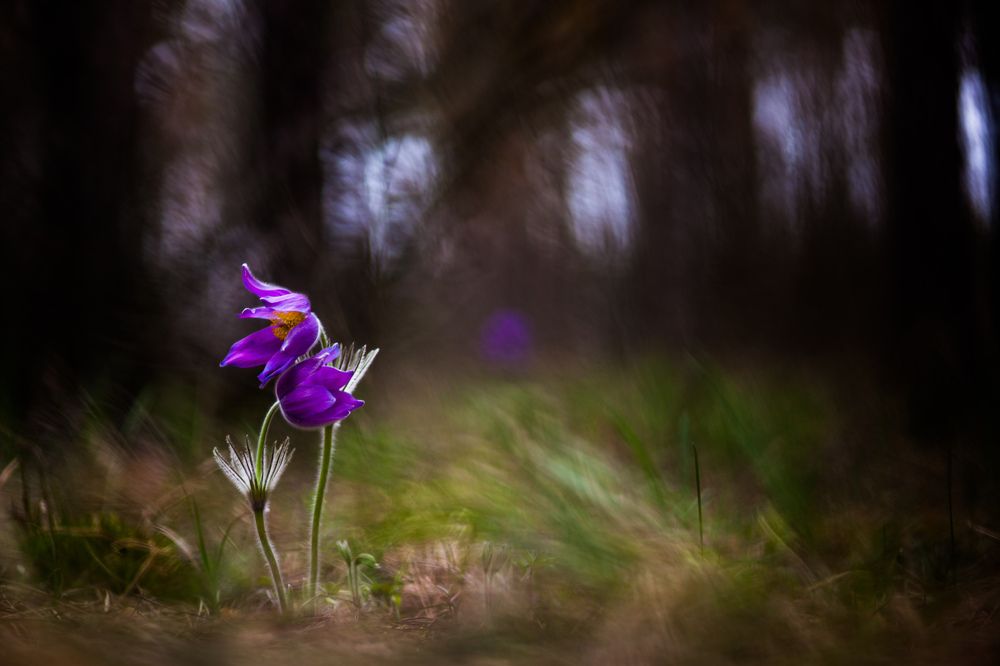 Photograph by Викулов Николай