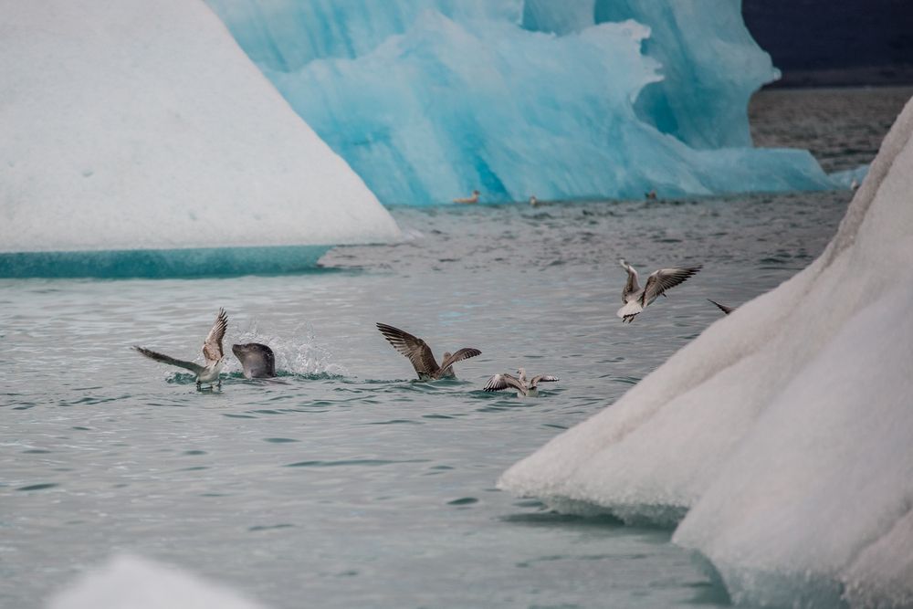 Бой во льдах