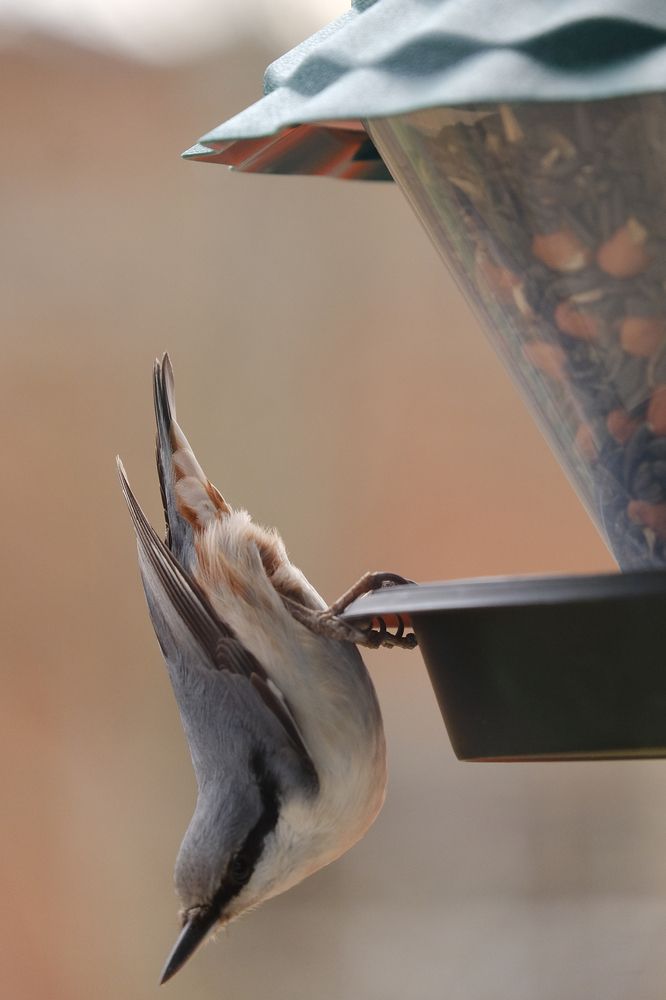 Фотография автора Александр Высоцкий