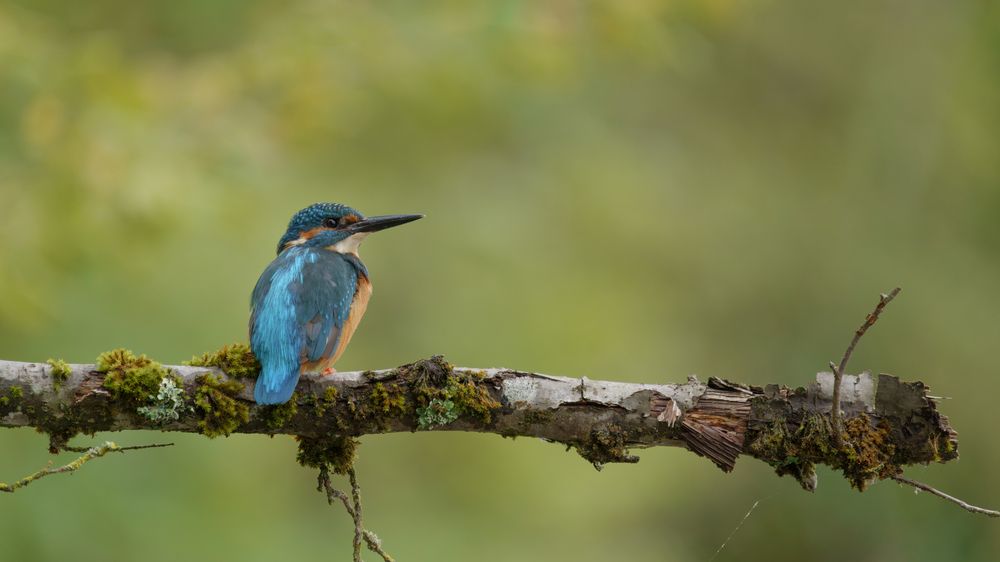 Photograph by Emanuele Zucchi