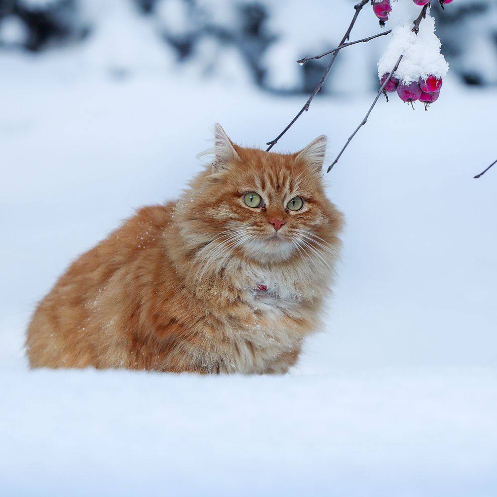 Photograph by Наталья Суслова