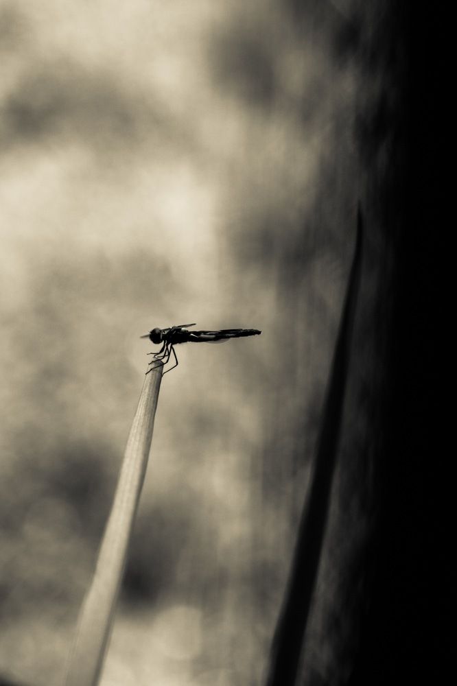Photograph by Ravada Srikanth