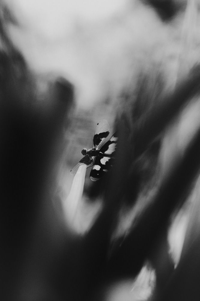 Photograph by Ravada Srikanth