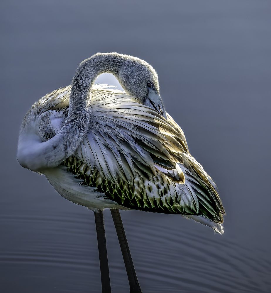 Photograph by Vinod Jacob