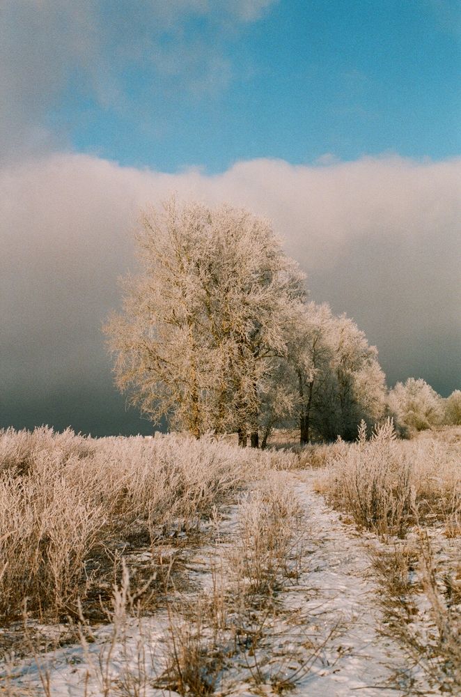 фотоплёнка