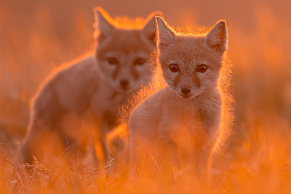 Фотография автора Яков Осканов