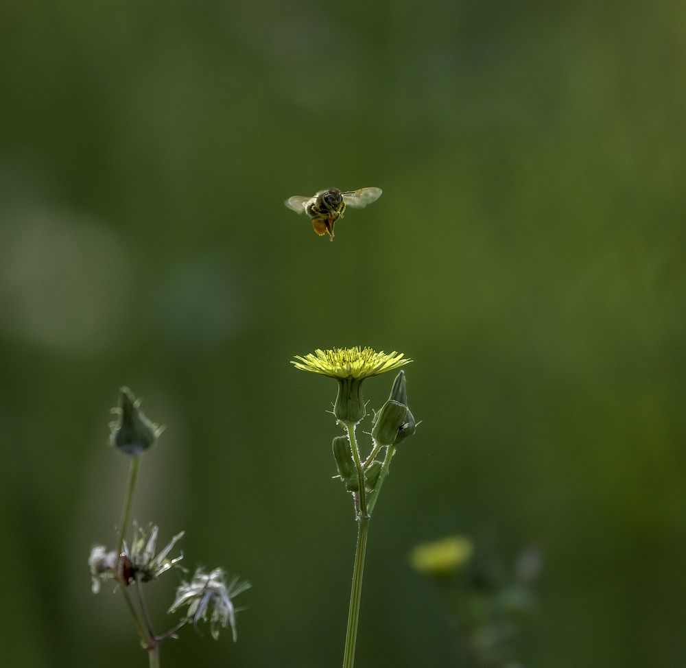 Photograph by Vinod Jacob