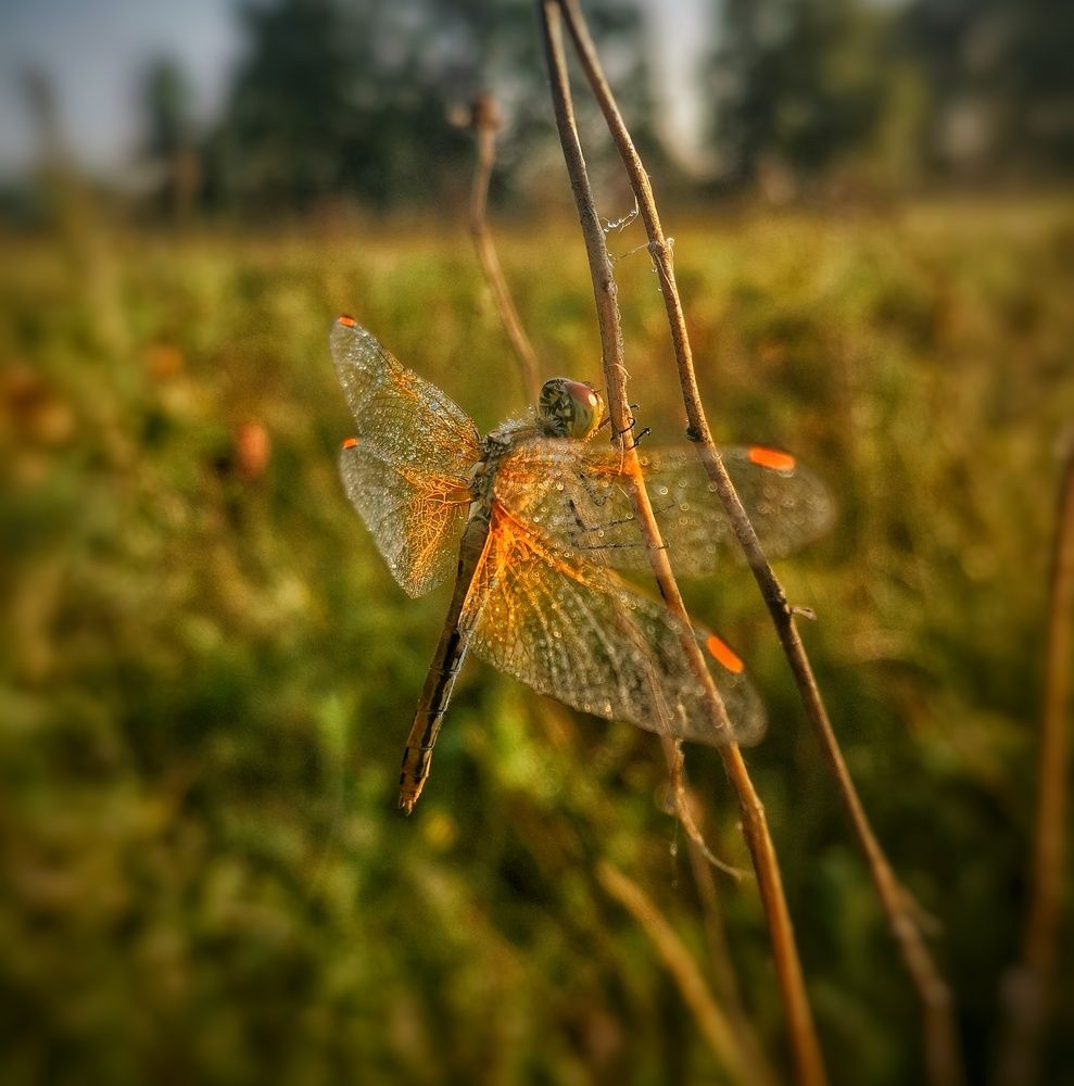 Photograph by Ольга Мажарук