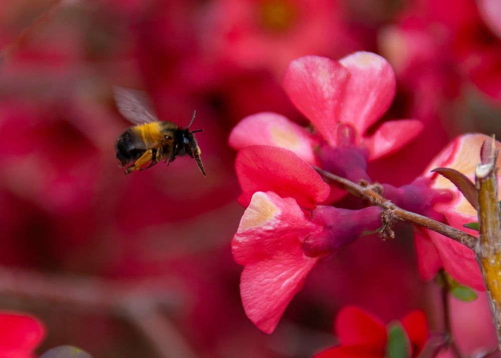 Photograph by Sabet Vahid