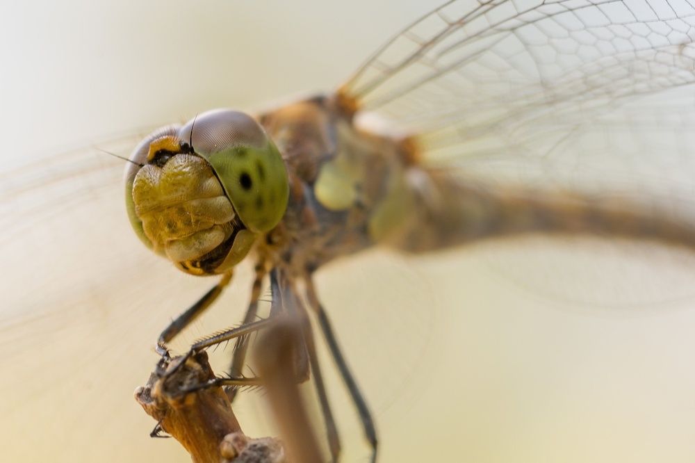 Photograph by Oleg Patrin