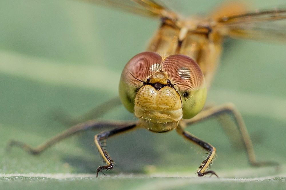 Photograph by Oleg Patrin