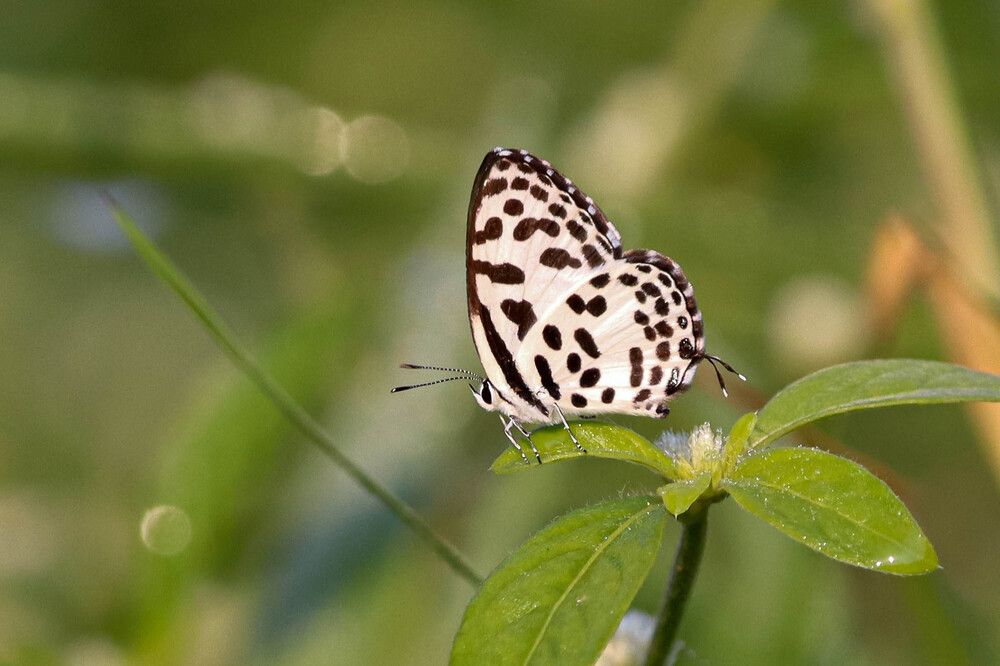 Фотография автора ASHOKE MALLICK