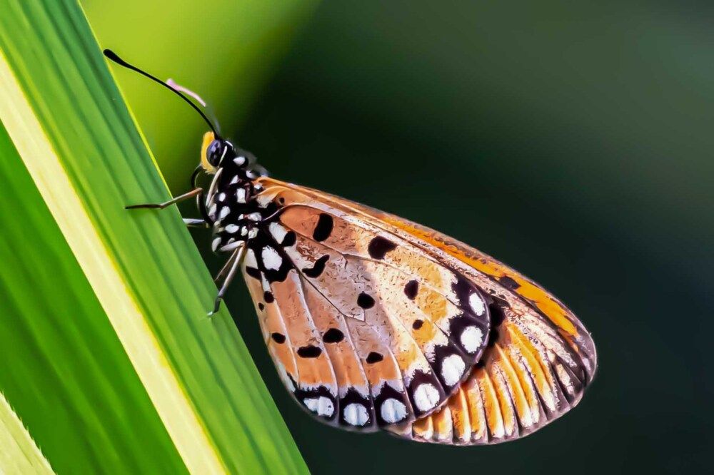 Фотография автора ASHOKE MALLICK