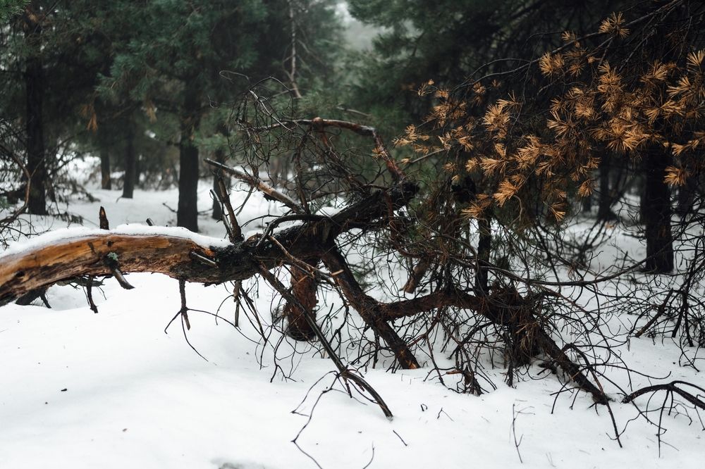 Photograph by Андриянова Юлия