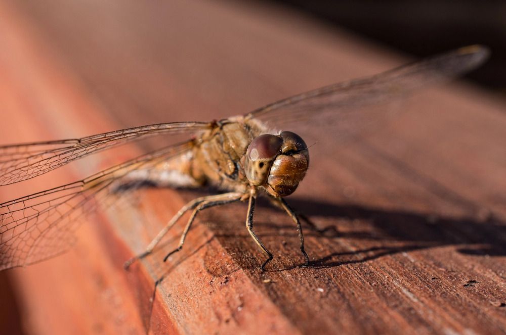 Photograph by Владимир Логвинов