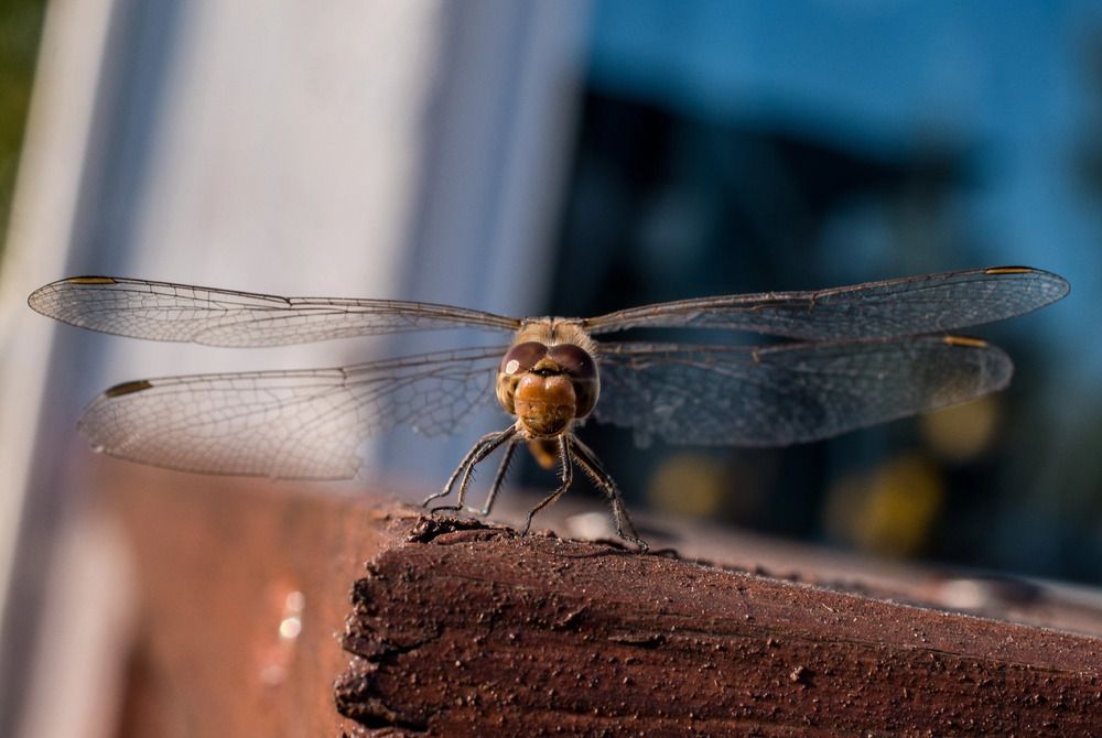 Photograph by Владимир Логвинов