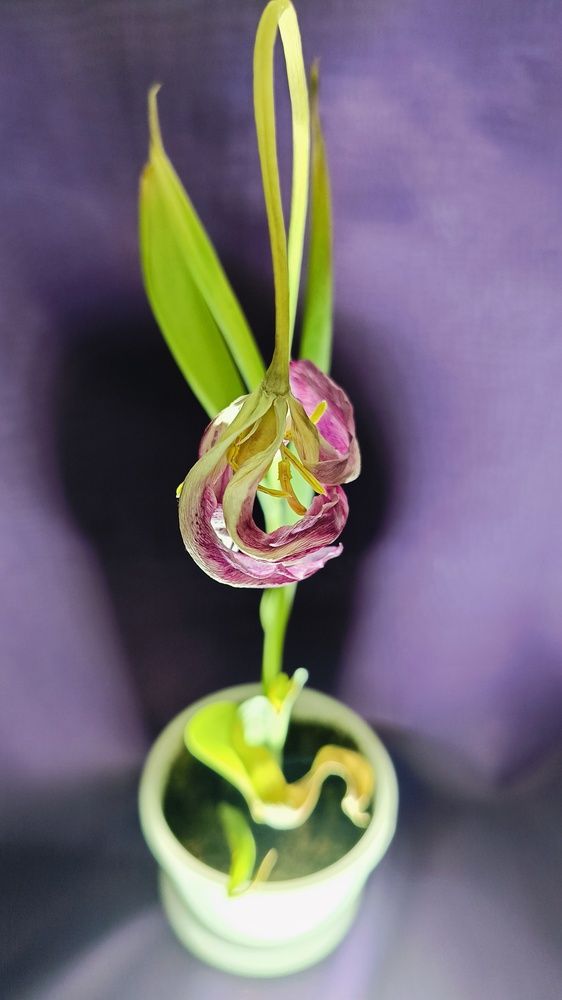 Photograph by Татьяна Пятернёва