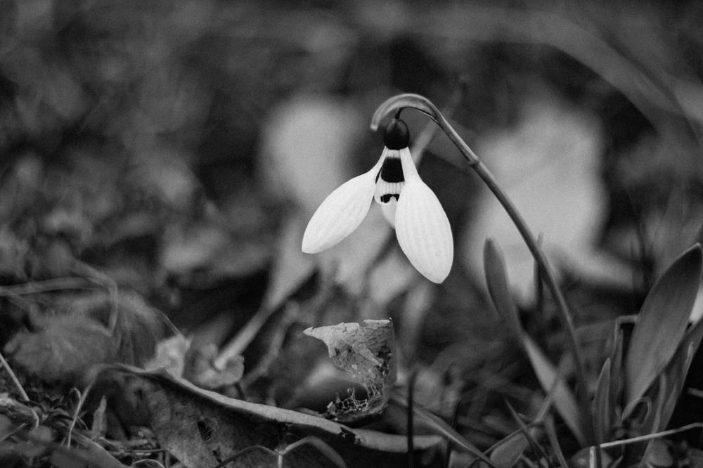 Photograph by Daniel Chobanov