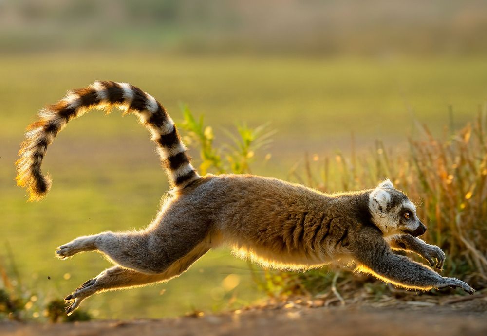 Фотография автора Vishnu Gopal