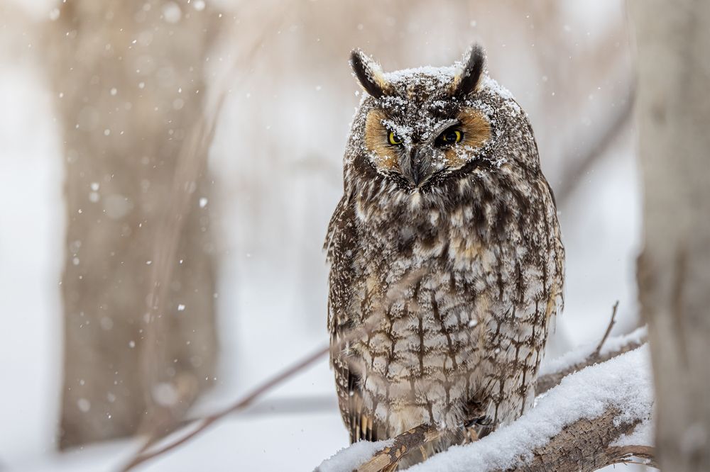 Long-Eared Owl