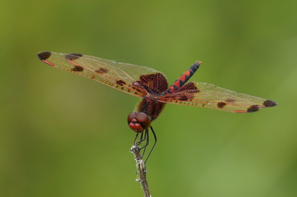 Photograph by Ken Oliver