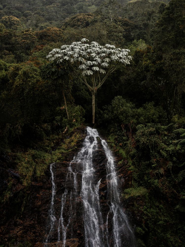 Фотография автора daniel mejia angel