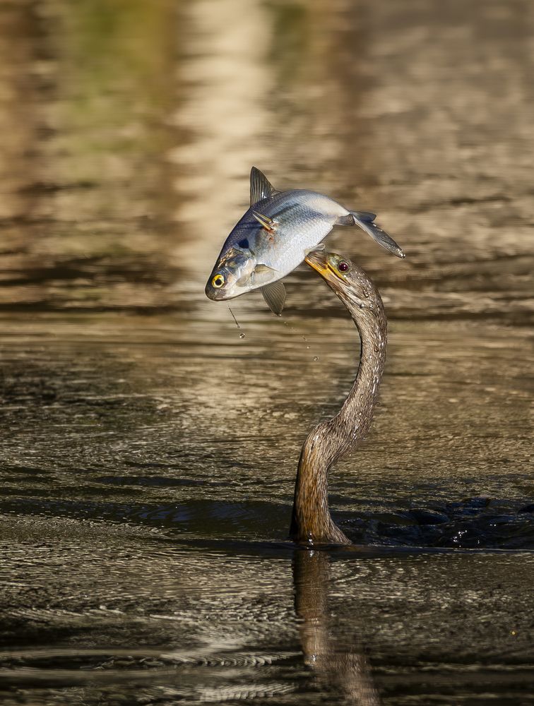 Photograph by Schletter Jackie