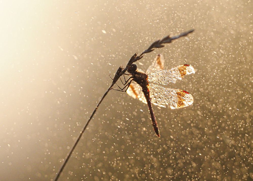 Фотография автора Mariya Belyalova