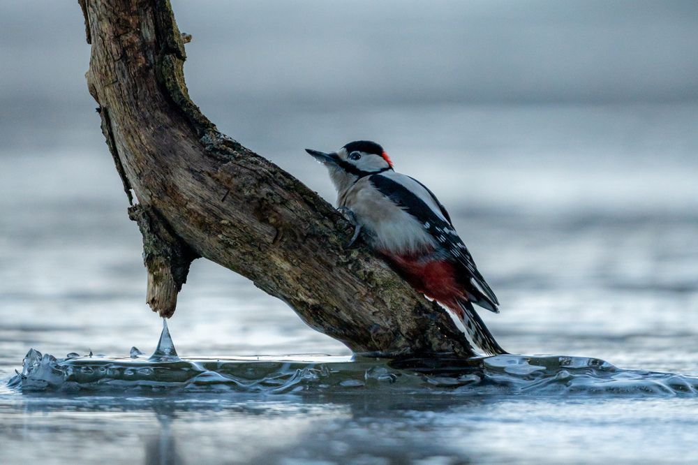 Photograph by Anton Leonchikov