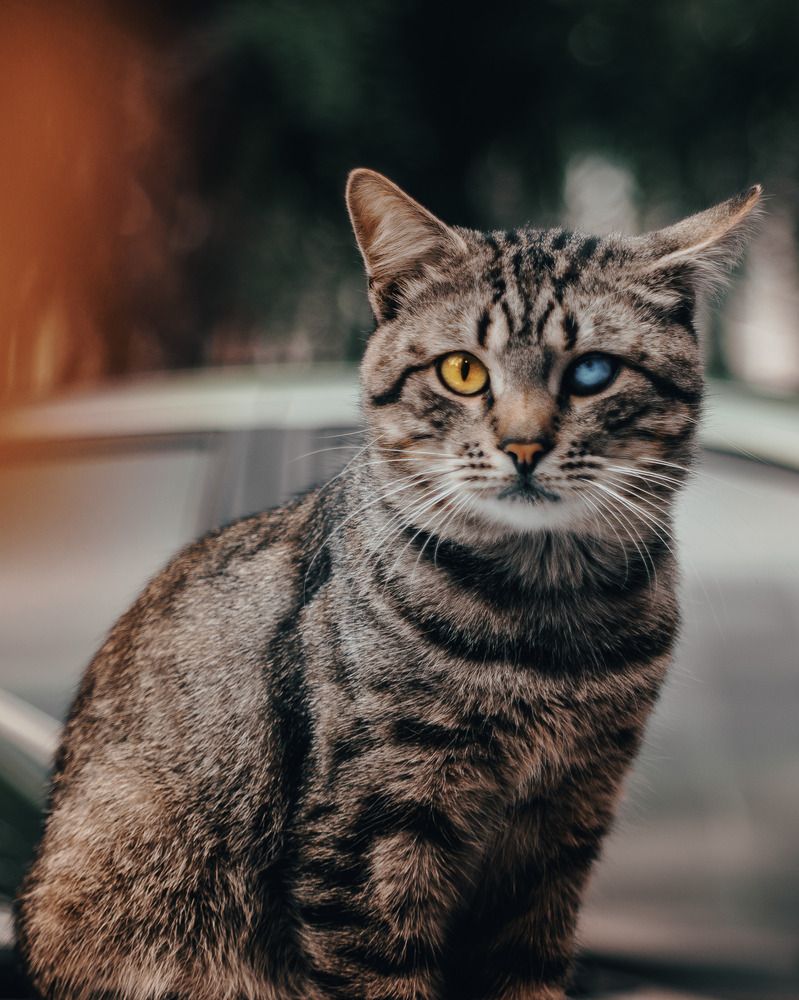 Фотография автора STANISLAW KARNACKY