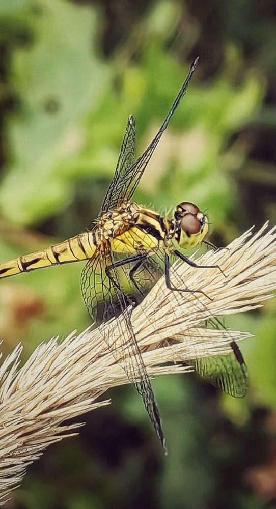 Фотография автора НАТАЛЬЯ СЕВЕР