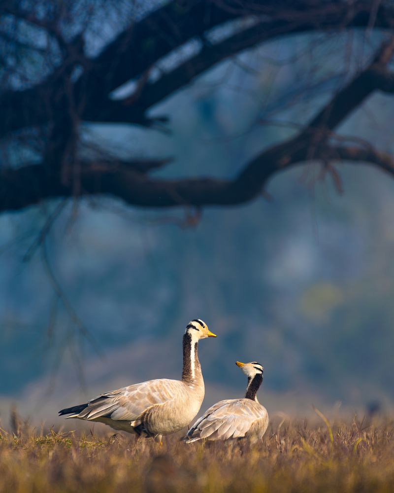 Photograph by Rohit Beniwal