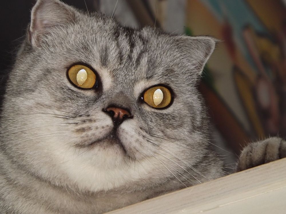 Photo #11944103